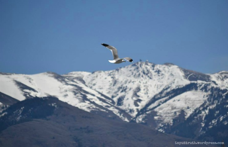 Utah mountain, bird